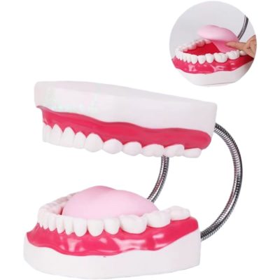 6× Toothbrushing Demonstration Model with Tongue