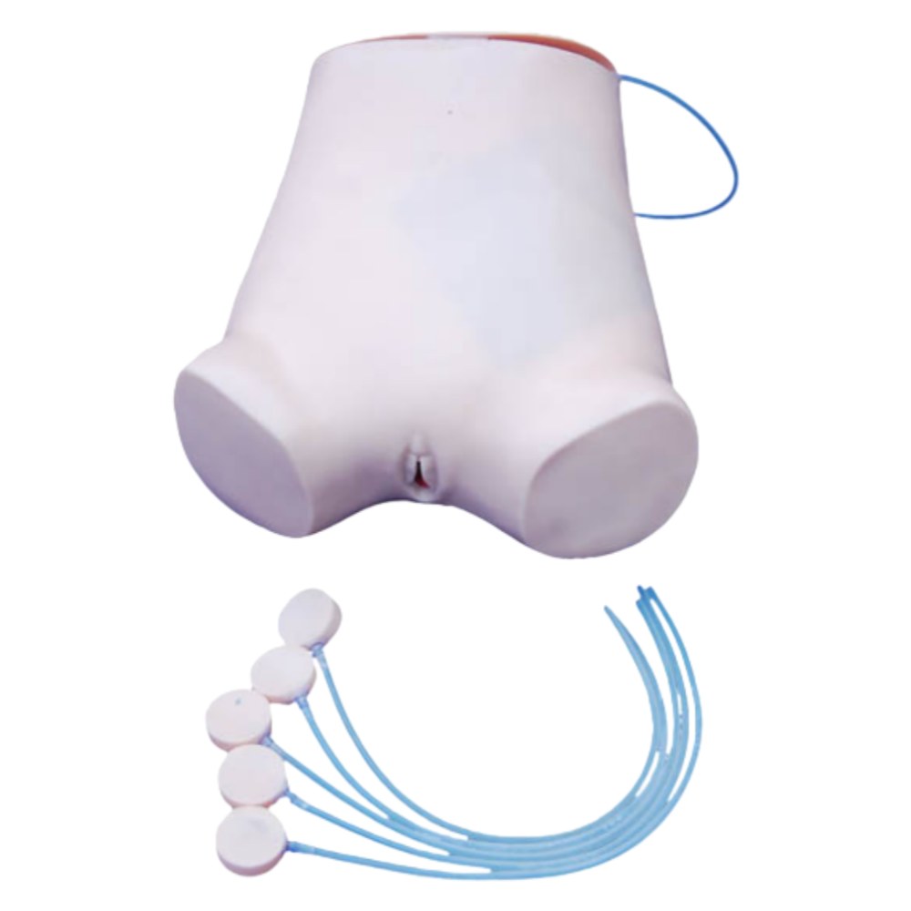 Abdominal Paracentesis Model - Image 2