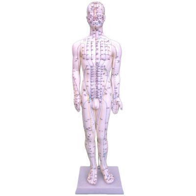 Acupuncture Model – 60 cm, on Wooden Stand