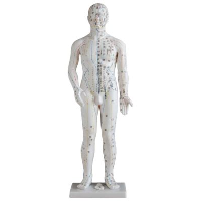 Acupuncture Model – 70 cm