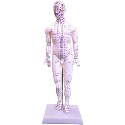Acupuncture Model – Female, 48 cm, on Wooden Stand