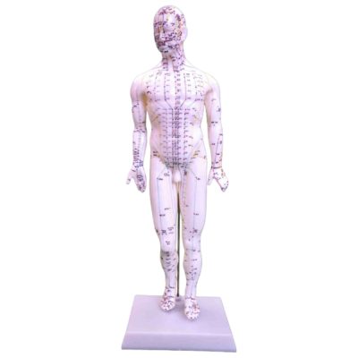Acupuncture Model – Male, 46 cm, on Wooden Stand