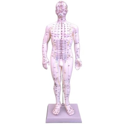 Acupuncture Model – Male, 50 cm, on Wooden Stand