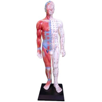 Acupuncture & Muscle Model – Male, 55 cm
