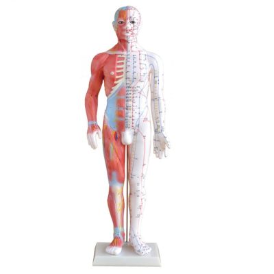 Acupuncture & Muscle Model – Male, 60 cm