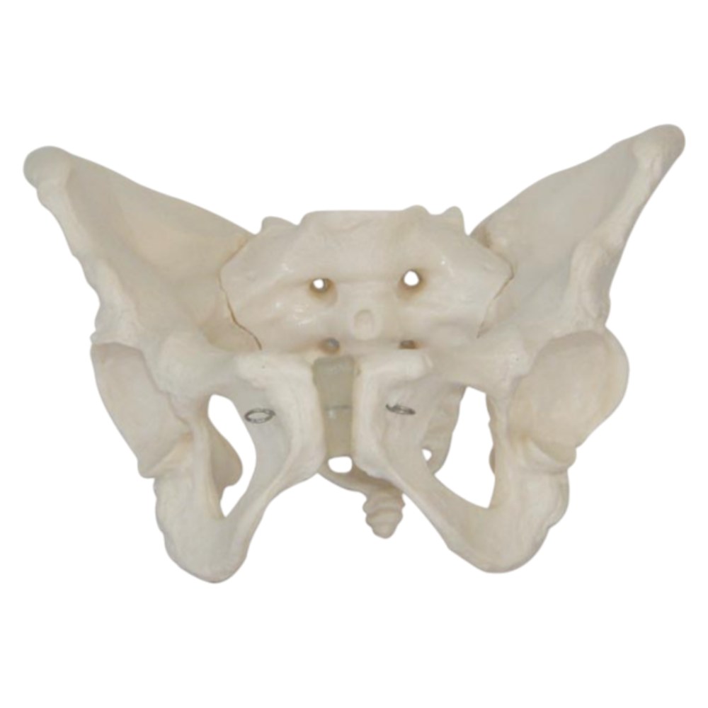 Adult Female Pelvis Skeleton – Life Size