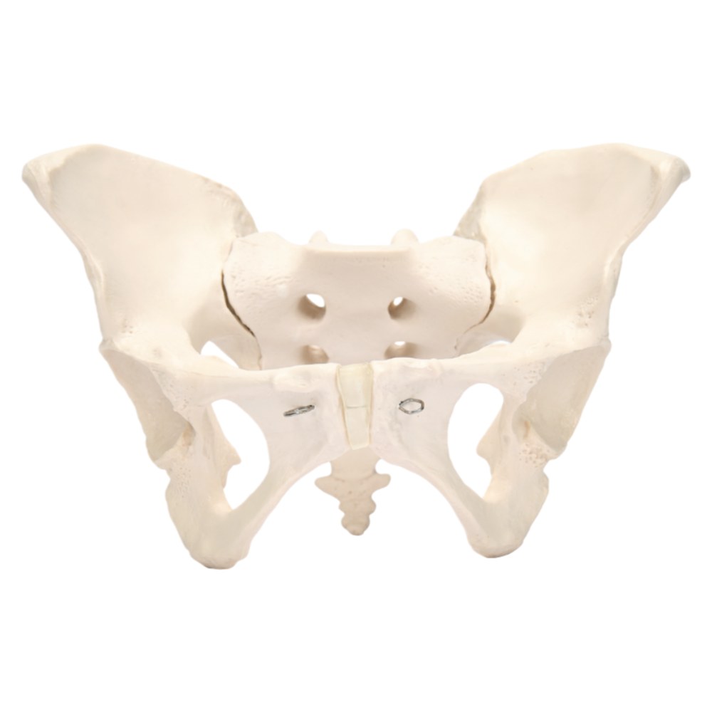 Adult Female Pelvis Skeleton – Life Size - Image 2