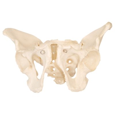 Adult Male Pelvis Skeleton – Life Size