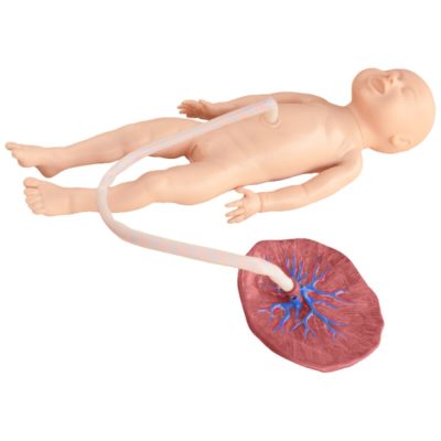 Advanced Newborn Umbilical Cord Care Model