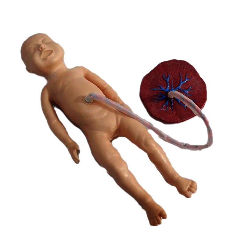 Advanced Newborn Umbilical Cord Care Model - Image 2