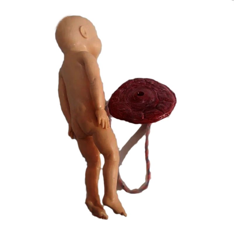 Advanced Newborn Umbilical Cord Care Model - Image 3