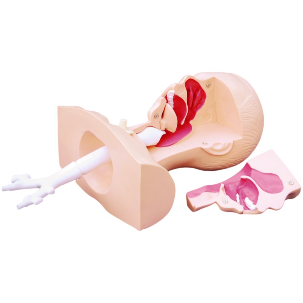 Airway Suction Training Model - Image 2