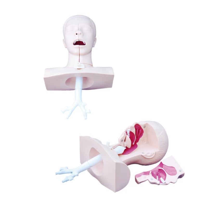 Airway Suction Training Model - Image 3