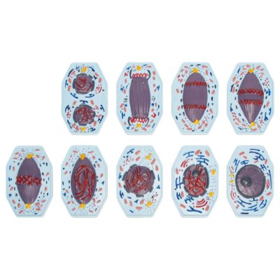 Animal Cell Mitosis Model – 9 Stages
