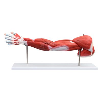Arm Muscle Model – 7 Parts