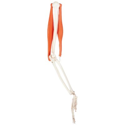 Arm Skeleton with Biceps & Triceps – Life Size