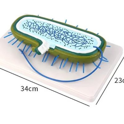 Bacterial Cell Structure Model