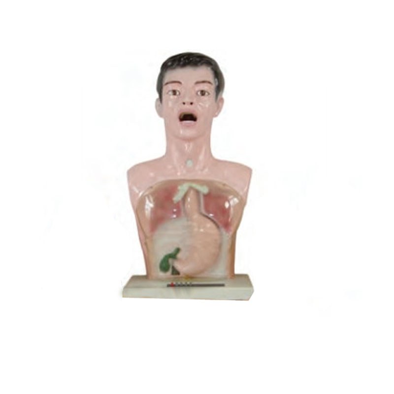Basic Nursing Skills Teaching Model – 5 Parts, 15 Procedures - Image 3