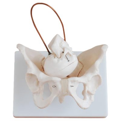 Birth Demonstration Model – Pelvis & Fetal Skull
