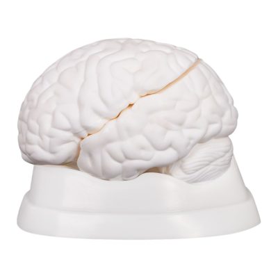 Brain Model – Classic, 3 Parts