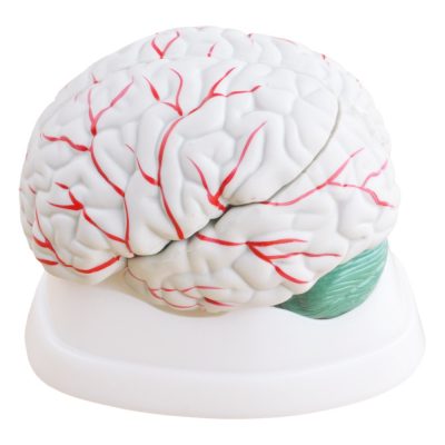 Brain Model – New Style, 3 Parts