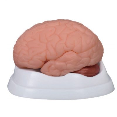 Brain Model – New Style, 9 Parts
