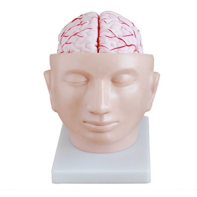 Brain with Arteries in Skull Model – 9 Parts