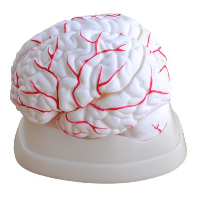 Brain with Arteries Model – 8 Parts