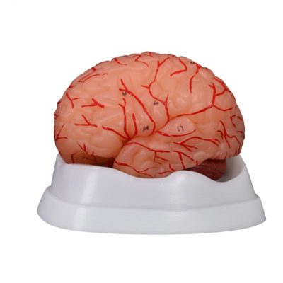 Brain with Arteries Model – 9 Parts, Numbered