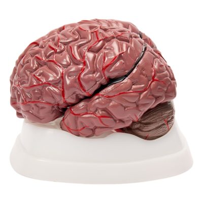 Brain with Arteries Model – Colour-Coded, 8 Parts