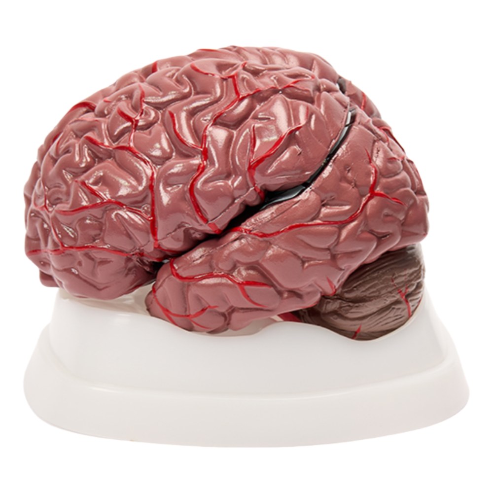 Brain with Arteries Model – Colour-Coded, 8 Parts