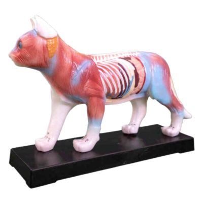 Cat Acupuncture Model – 36 Points