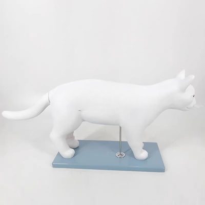 Cat Anatomy Model