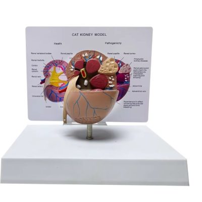 Cat Kidney Model