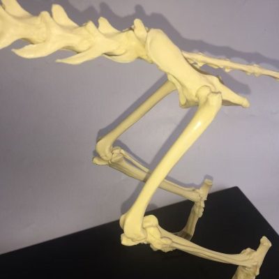 Cat Skeleton Model