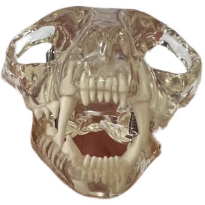 Cat Skull Model – Transparent