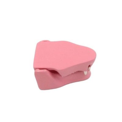 Cat Teeth Model