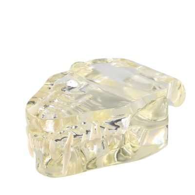 Cat Teeth Model – Transparent