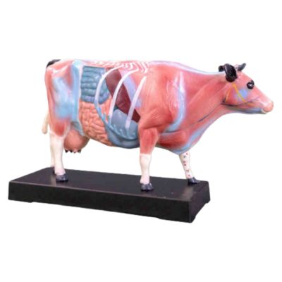 Cattle Acupuncture Model – 68 Points