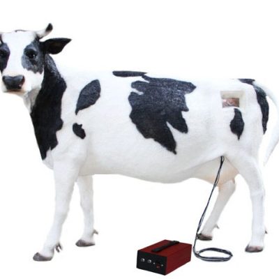 Cattle Artificial Insemination Training Model