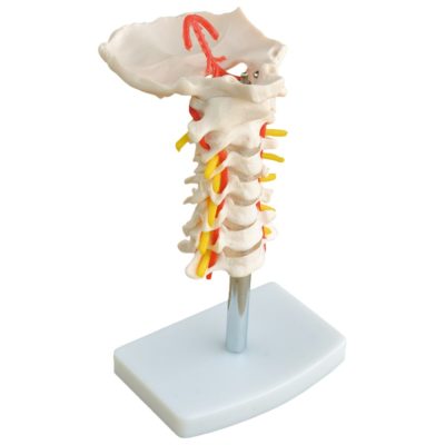 Cervical Spine with Vertebral Arteries Model