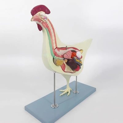 Chicken Anatomy Model