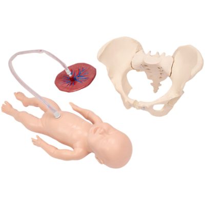 Childbirth Demonstration Set – Jointed Pelvis & Fetus