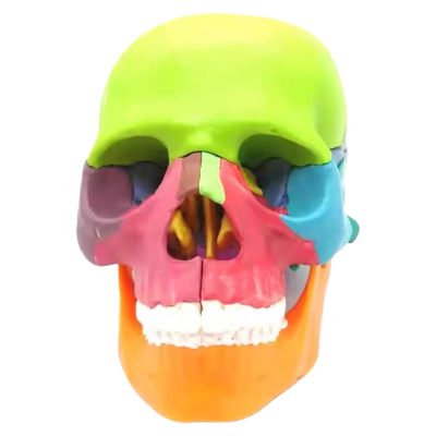 Colour Skull Model – Half Size, 15 Detachable Parts
