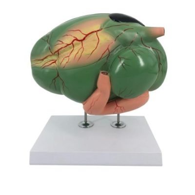 Cow Stomach Model (Ruminant)