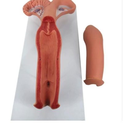 Cow Uterus Model