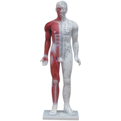 Deluxe Acupuncture Model – 84 cm, Full Colour