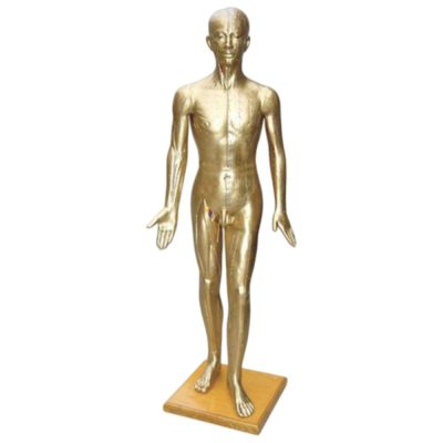 Deluxe Life-Size Acupuncture Model – 178 cm, Copper Colour