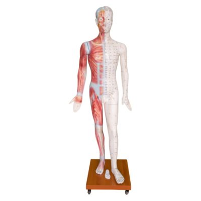 Deluxe Life-Size Acupuncture Model – 178 cm, Full Colour Fibreglass