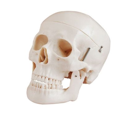 Deluxe Life-Size Skull – 3 Parts